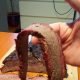 Primo Brisket nel Barrel Smoker