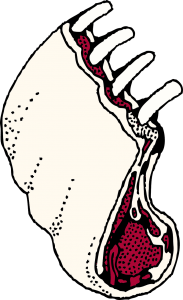 costolette d'agnello