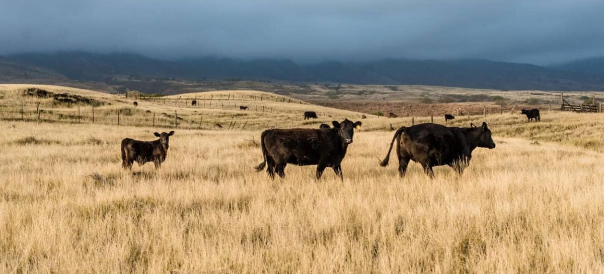 Angus: la carne di qualità per i palati più esigenti
